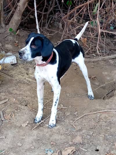 German pointer hai 9 months age hai bhot he nayab chez hai