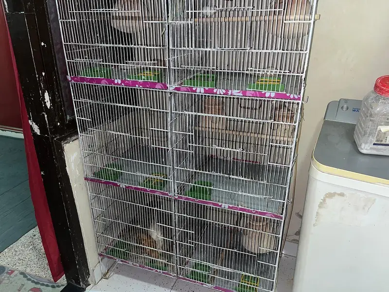 Pinjra For sale Cage For sale — photo 3