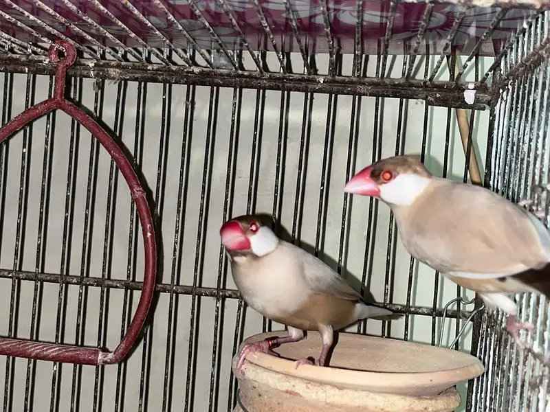 Pinjra For sale Cage For sale — photo 4