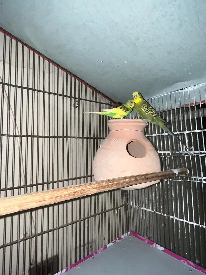 Pinjra For sale Cage For sale — photo 5