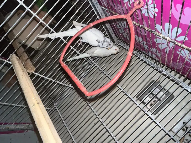 Pinjra For sale Cage For sale — photo 6