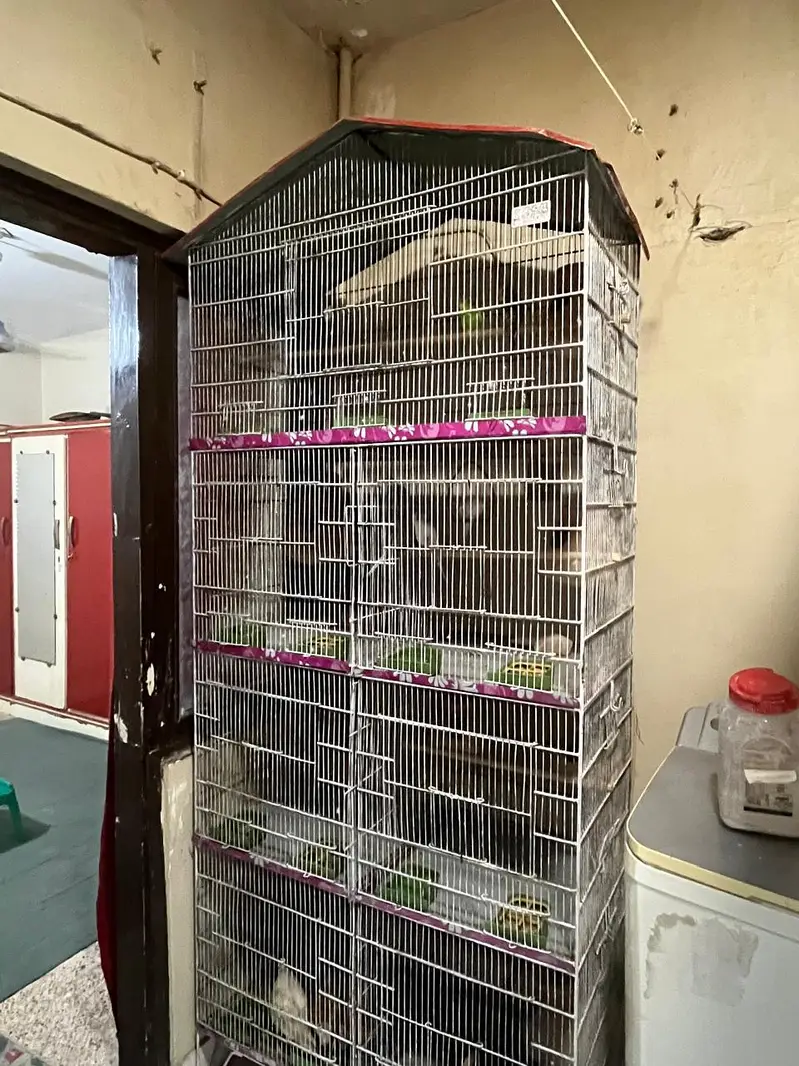 Pinjra For sale Cage For sale — photo 7