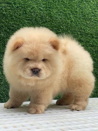 Extreme Imported Chow Chow Puppies available For Sale