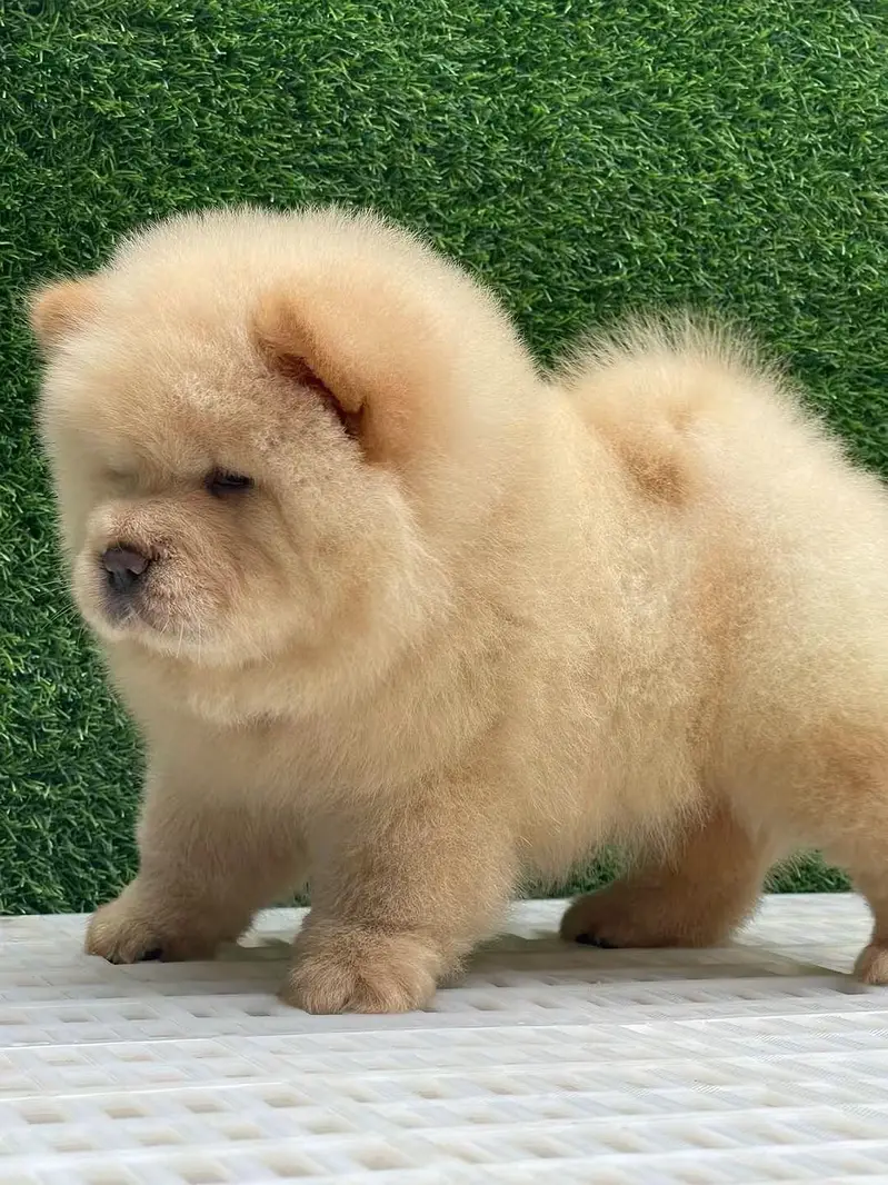 Extreme Imported Chow Chow Puppies available For Sale — photo 2