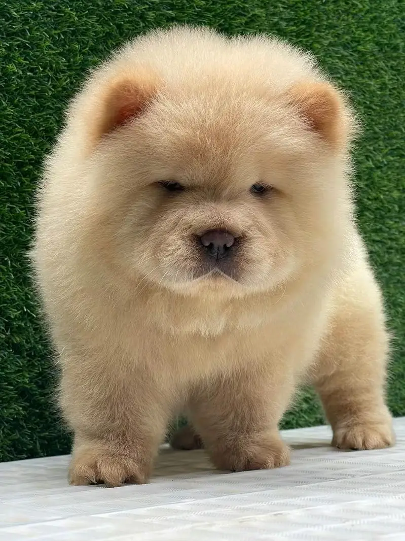 Extreme Imported Chow Chow Puppies available For Sale — photo 3