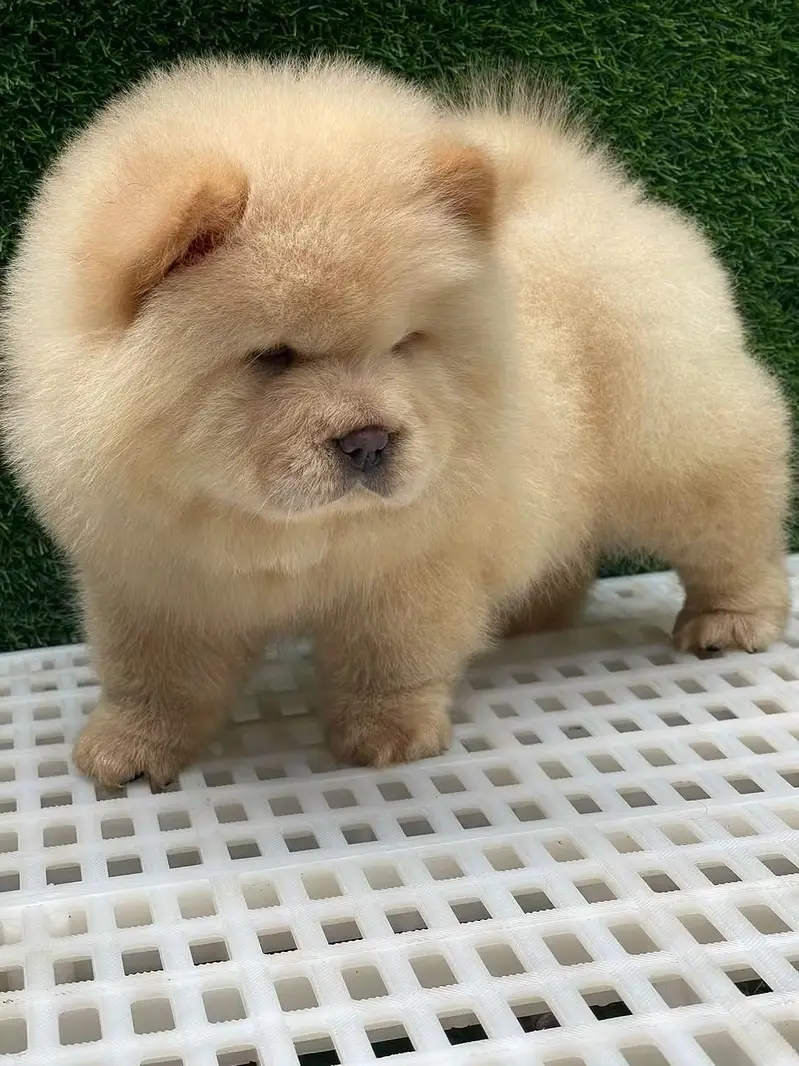 Extreme Imported Chow Chow Puppies available For Sale — photo 4