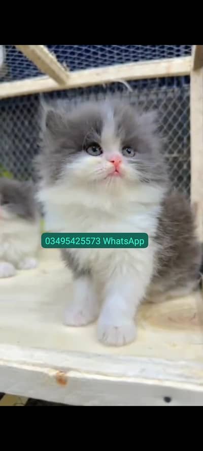 Quality Persian Punch face cat & kitten Male female Both available h