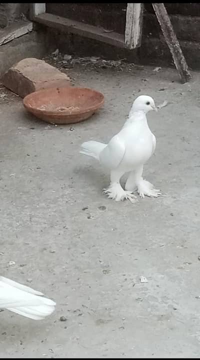 sherazi kabuter