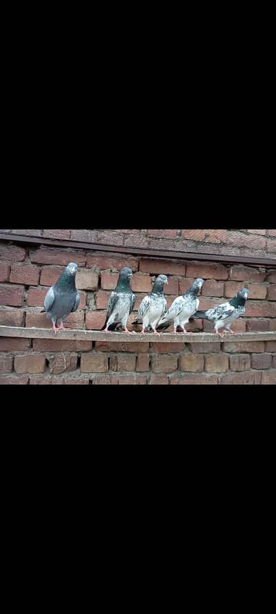 breedar Bird