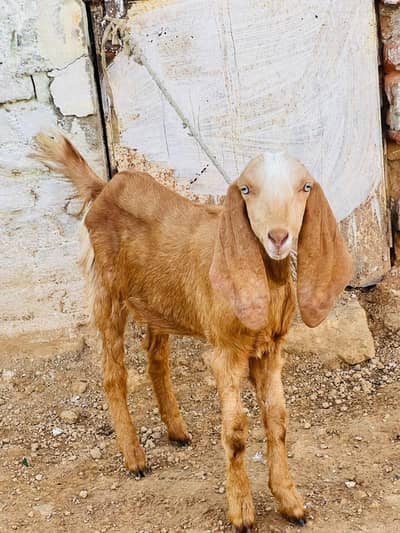 blue eyes bakri