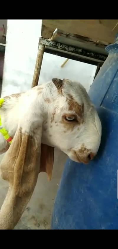 pure makha chini beetal path bakri 5-6 months