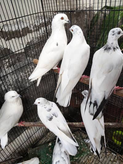 heatly Peagons for sale