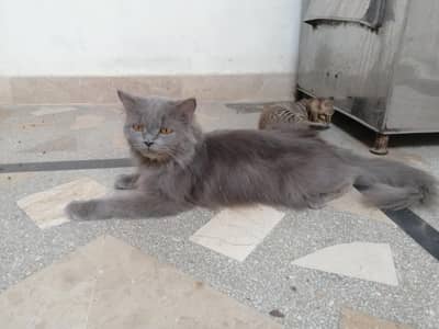 Persian Cat Punch Face Female