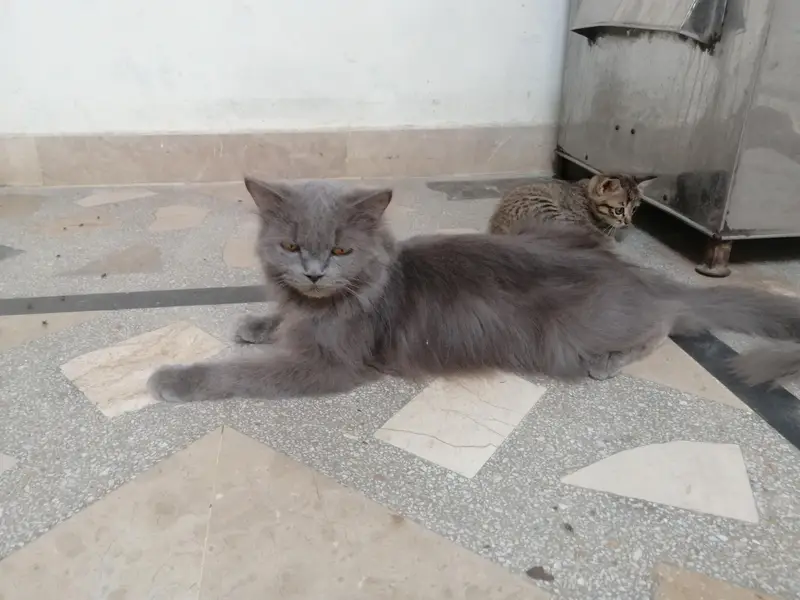 Persian Cat Punch Face Female — photo 2