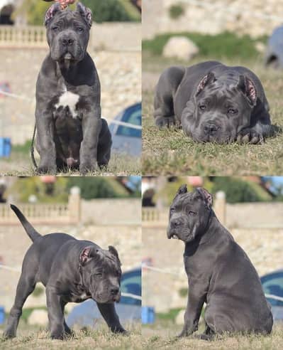 Imported Cane Corso Puppies Available For Sale