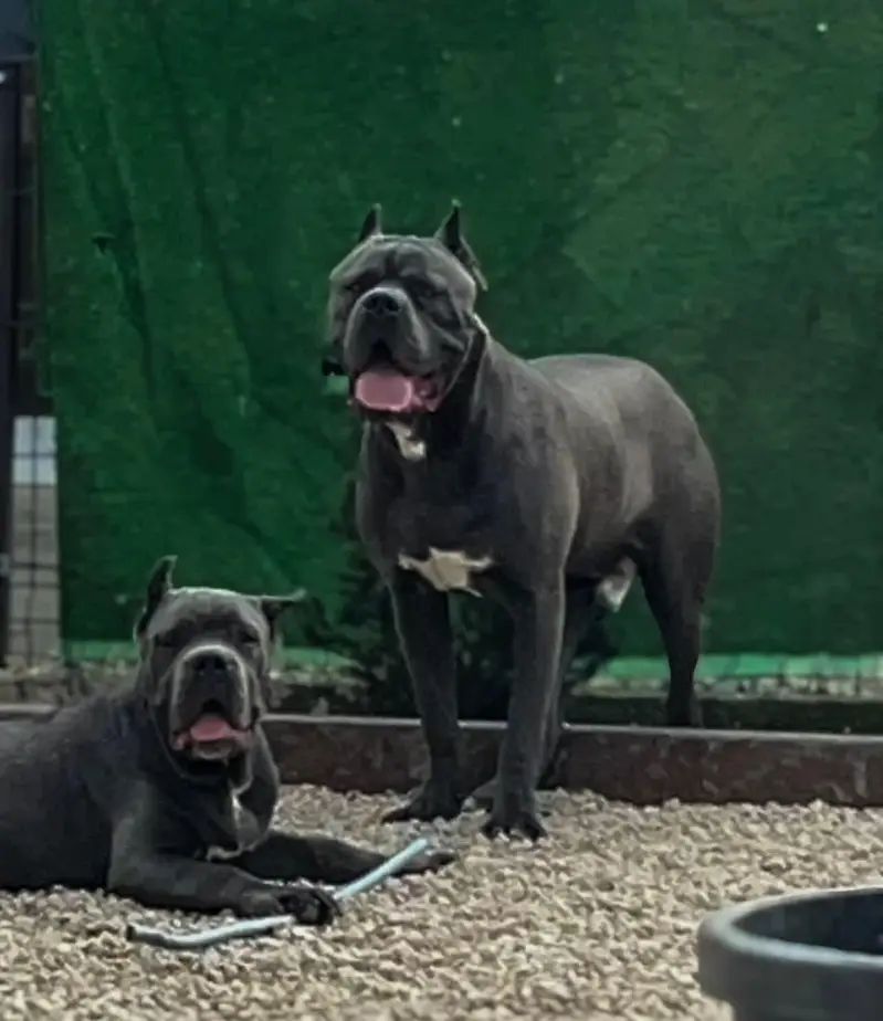 Imported Cane Corso Puppies Available For Sale — photo 2