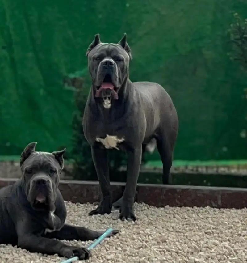 Imported Cane Corso Puppies Available For Sale — photo 3