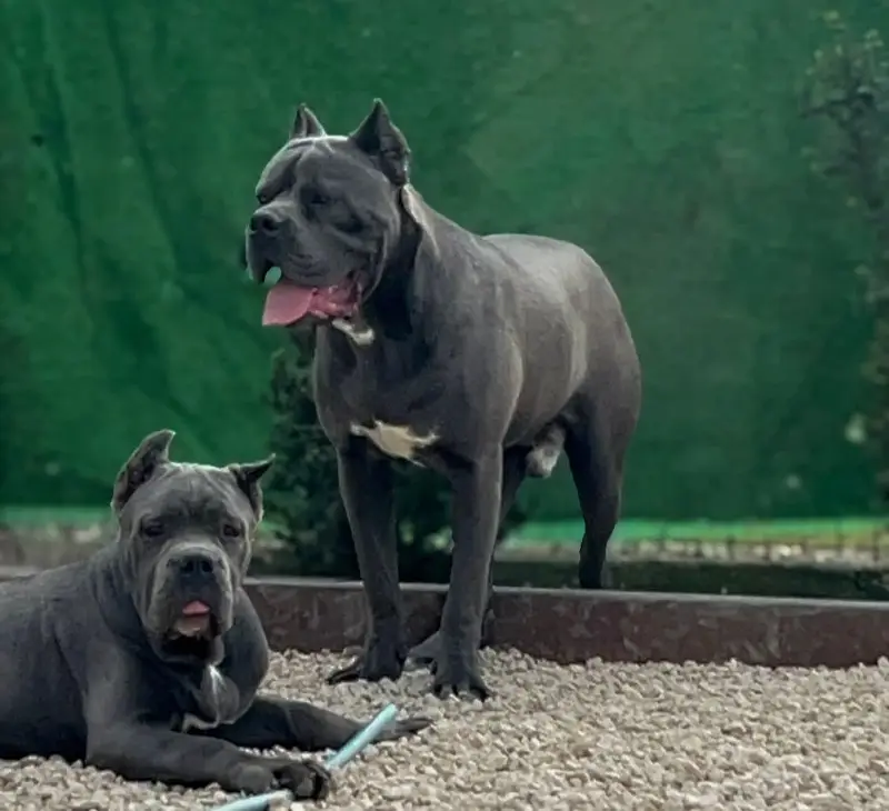 Imported Cane Corso Puppies Available For Sale — photo 4