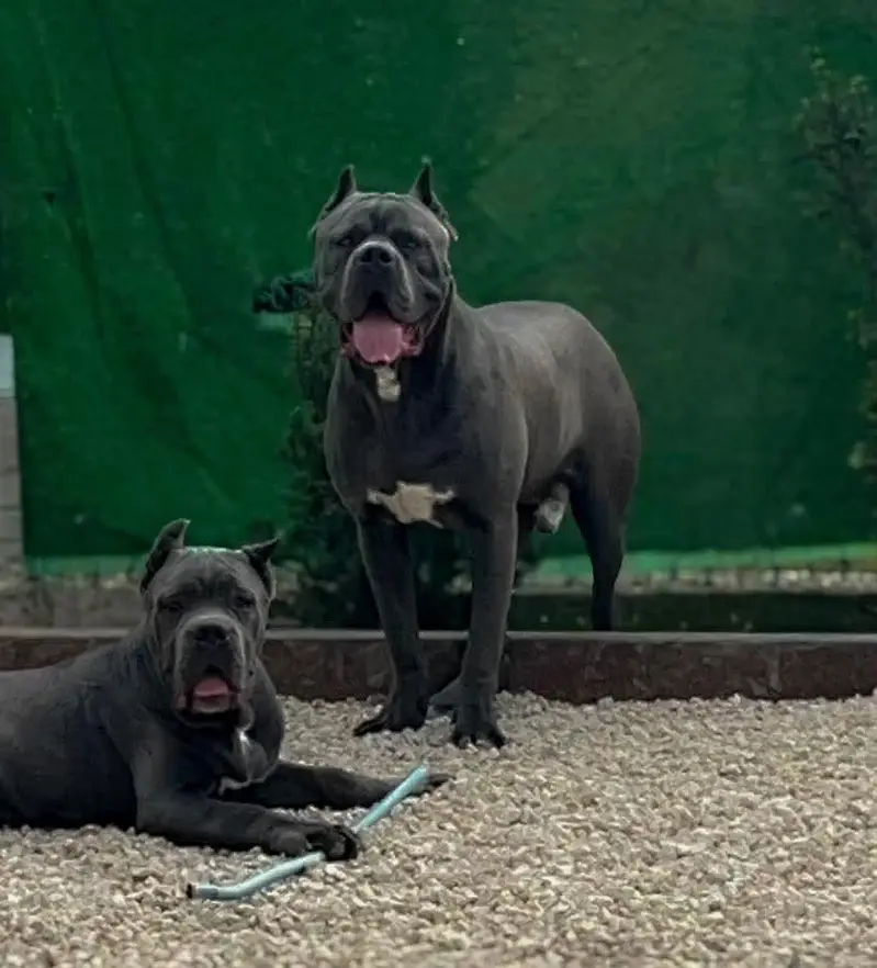 Imported Cane Corso Puppies Available For Sale — photo 5