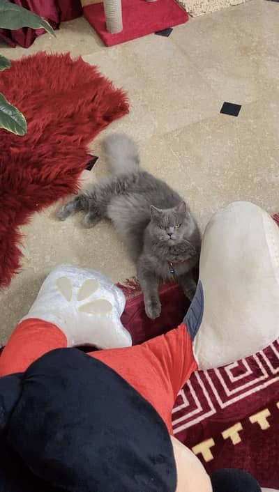 Adult females Cats Available For Sale