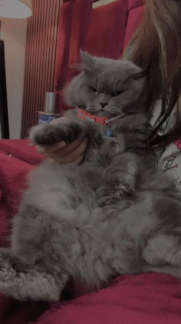 Adult females Cats Available For Sale — photo 2