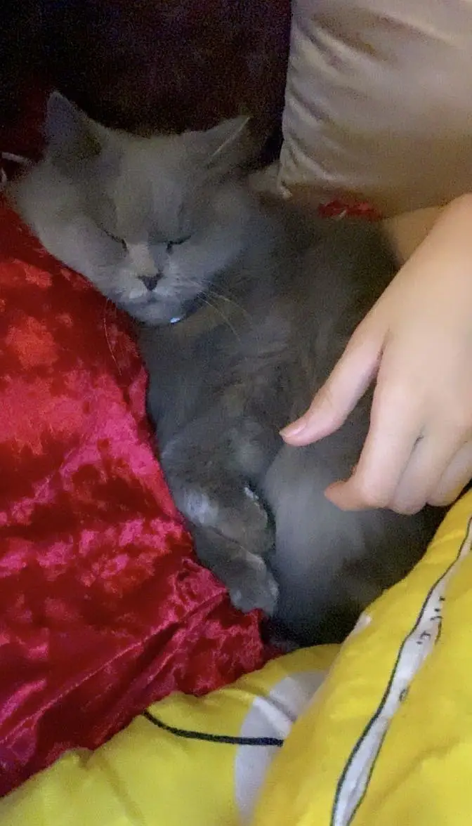 Adult females Cats Available For Sale — photo 3