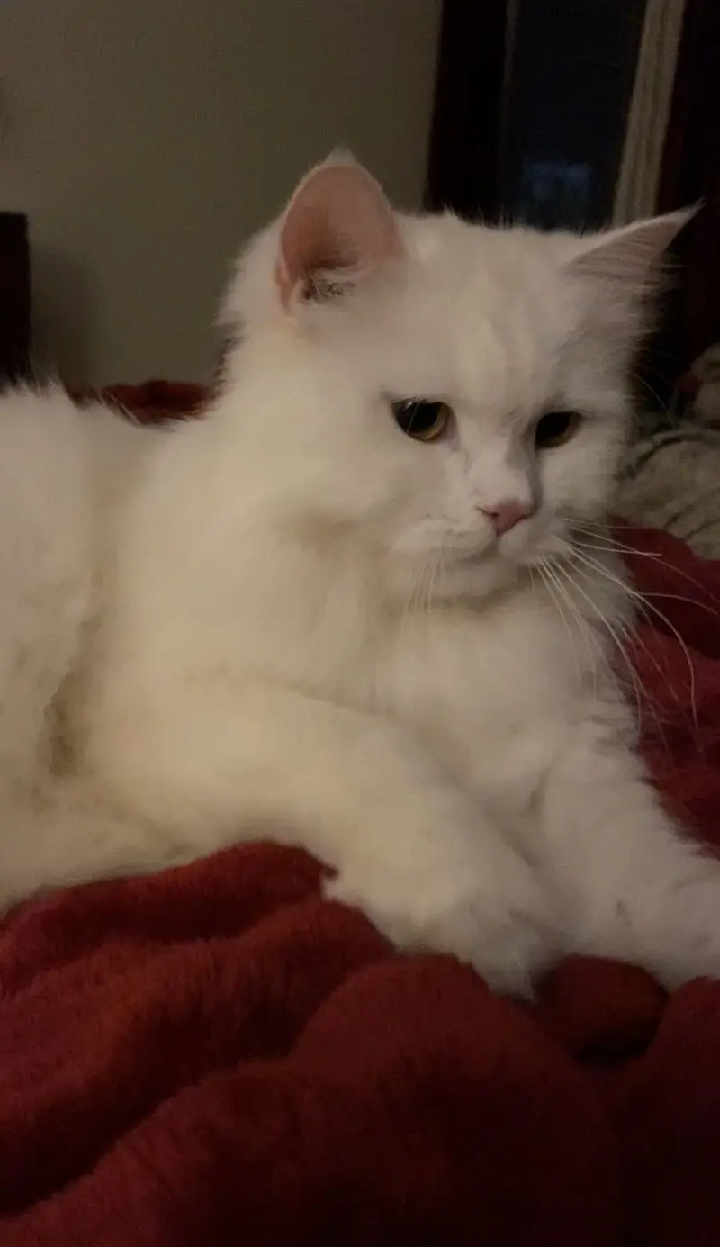 Adult females Cats Available For Sale — photo 4