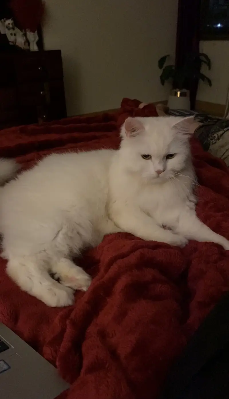 Adult females Cats Available For Sale — photo 5