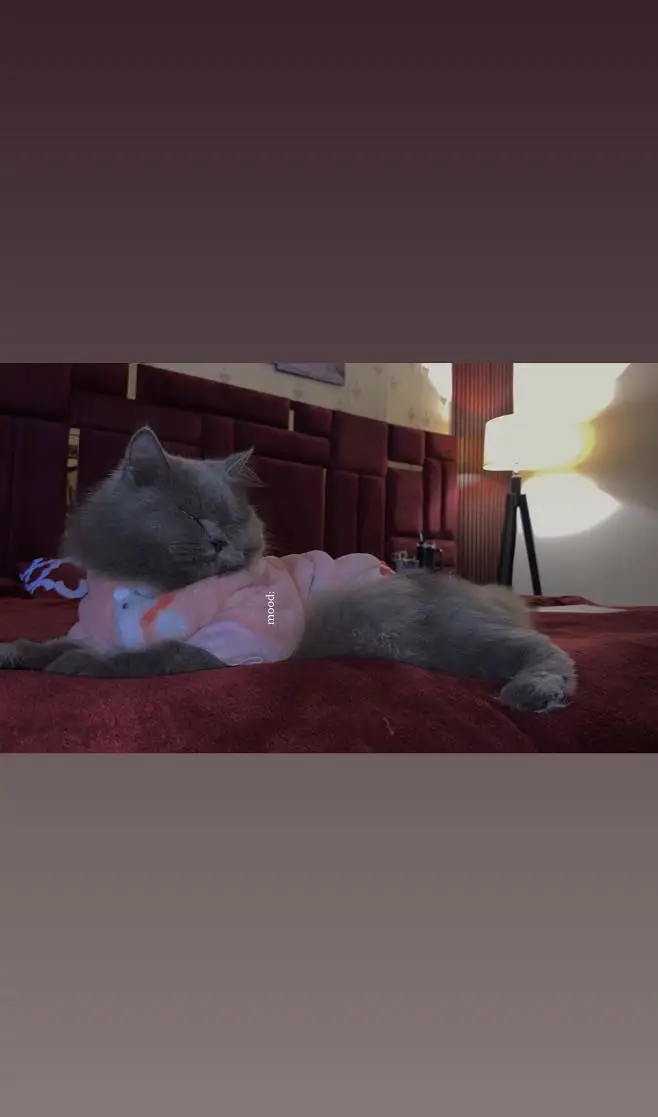 Adult females Cats Available For Sale — photo 6