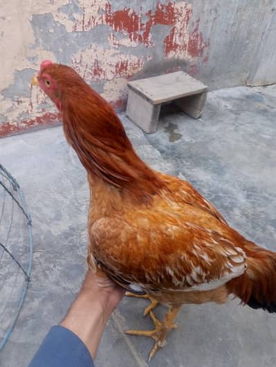 Aseel