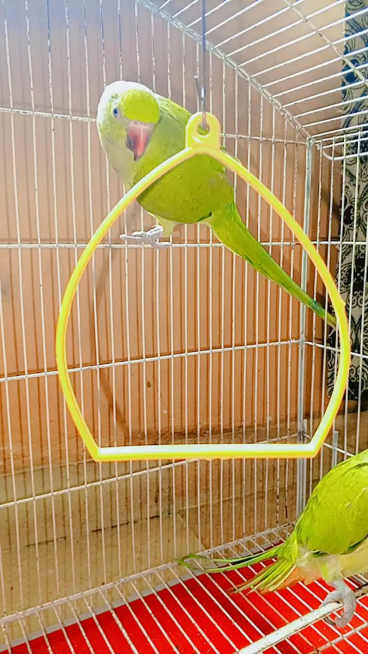 pair for sale with cage — photo 2