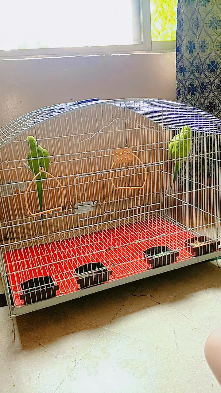pair for sale with cage — photo 3