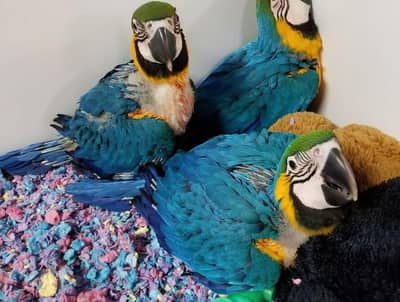 blue macaw parrot for sale good looking 03361194076