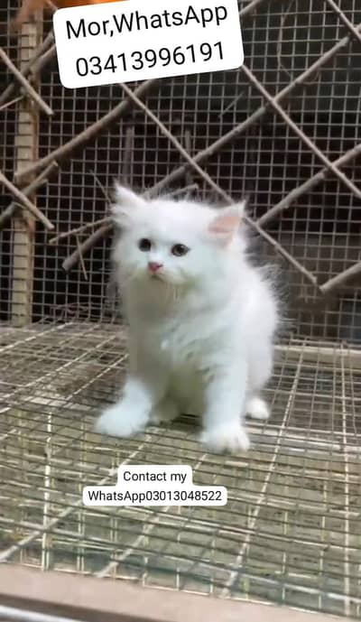 piur Persian breed male and female for sale