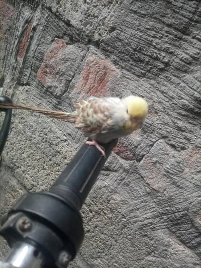 Astaliyan bird