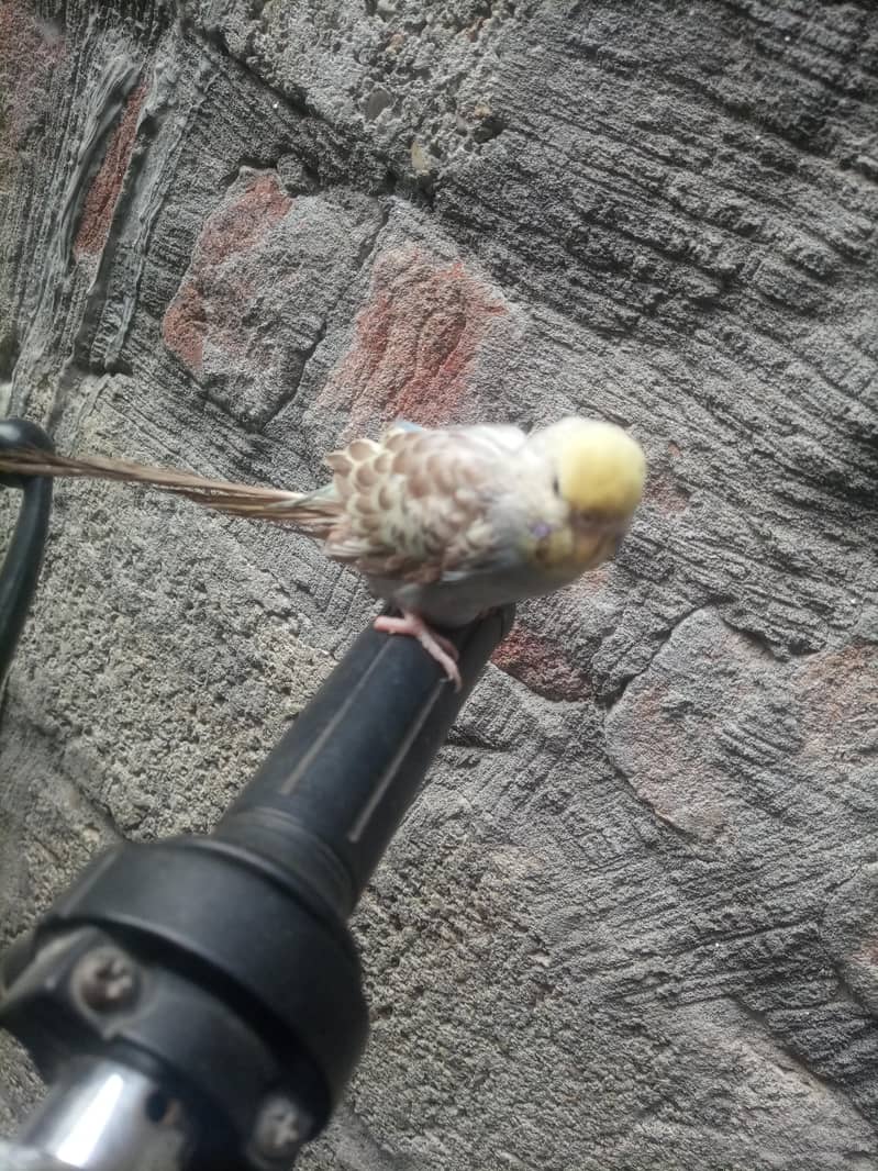 Astaliyan bird 0