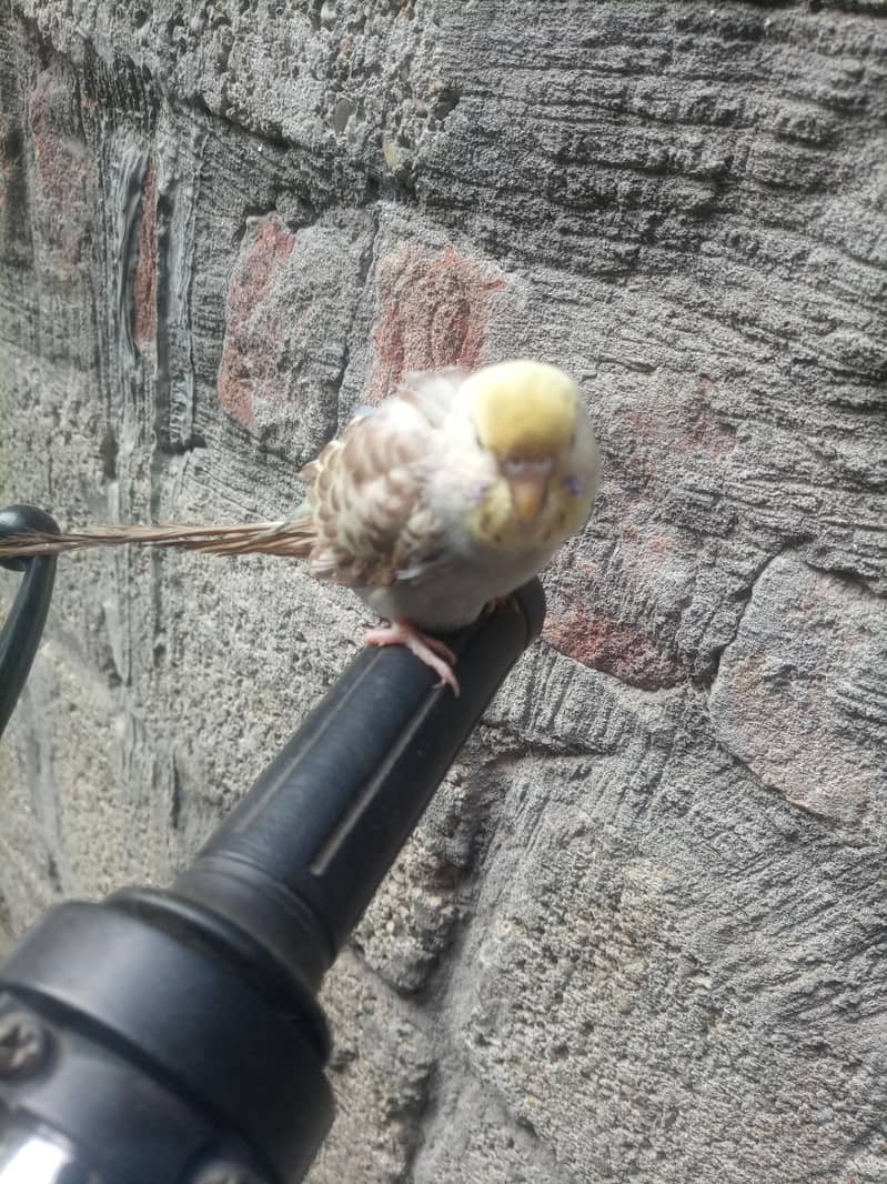 Astaliyan bird 1