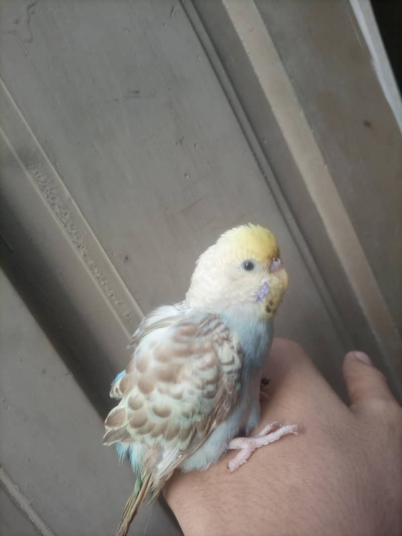 Astaliyan bird 2