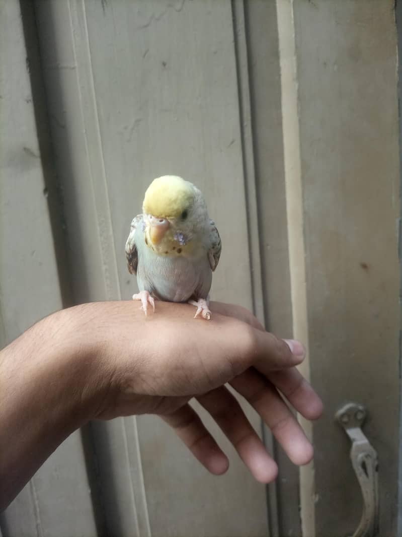 Astaliyan bird 3