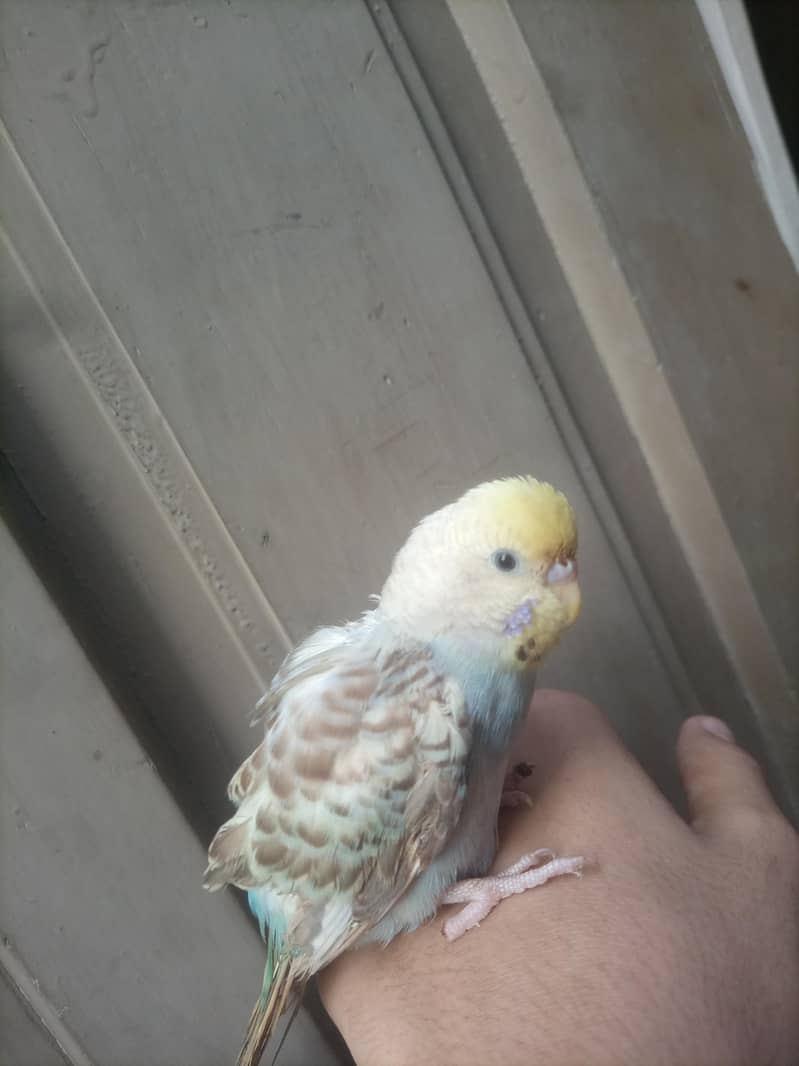 Astaliyan bird 4