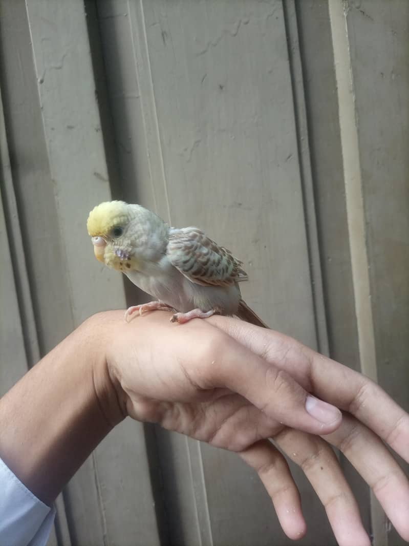 Astaliyan bird 5