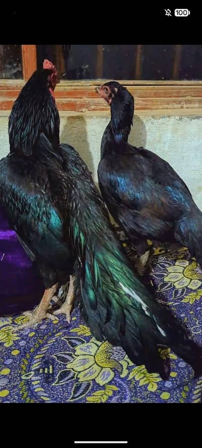 Black miawli female for sale