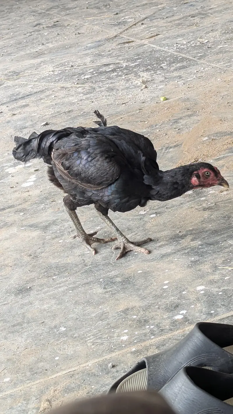 Black miawli female for sale — photo 2