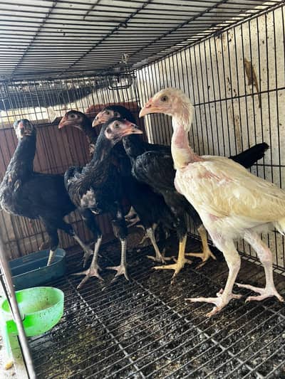 aseel chick for sale