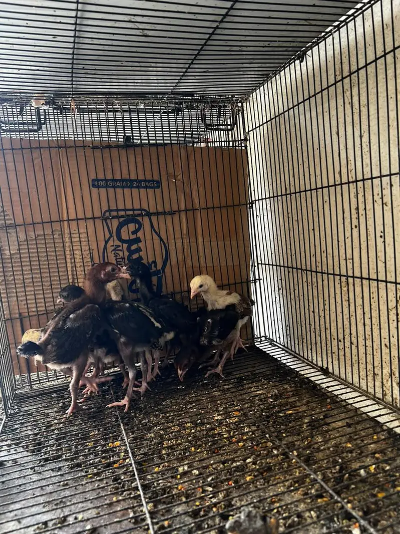aseel chick for sale — photo 2