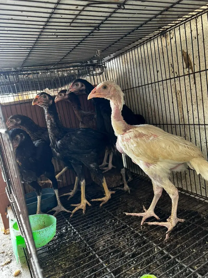 aseel chick for sale — photo 3