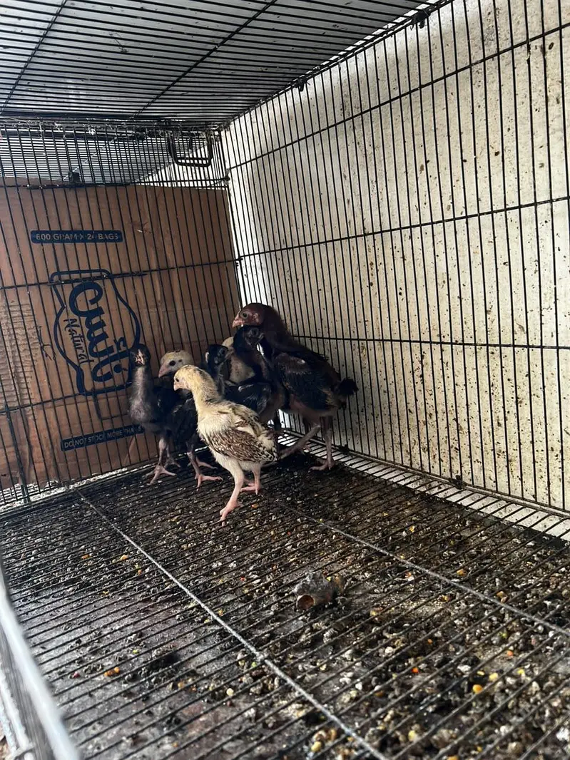 aseel chick for sale — photo 4