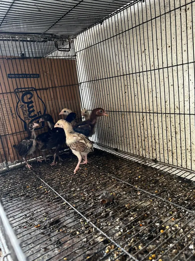 aseel chick for sale — photo 5