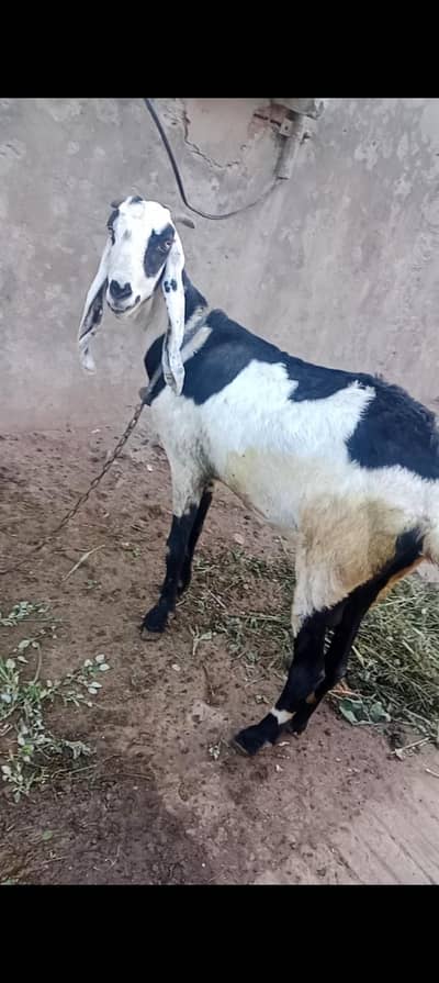 Rajan puri yr nagri bakri for sale