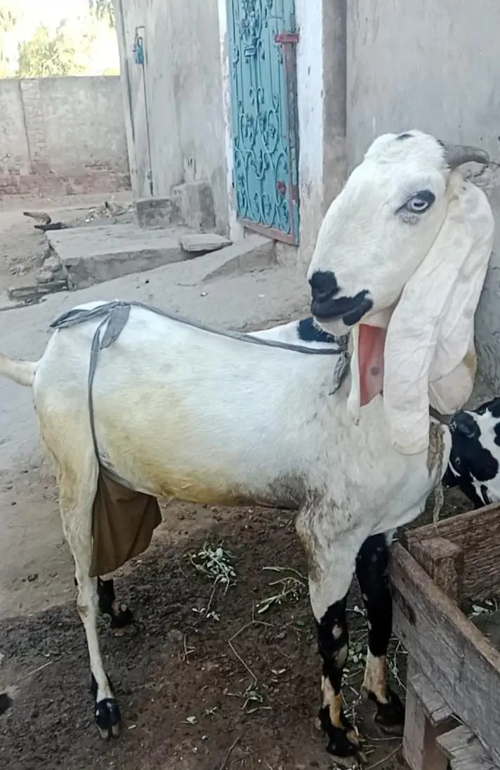 Rajan puri yr nagri bakri for sale — photo 2